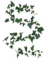 De Kunst Boston klimop slinger groen 180 cm UV heeft een lange klimoprank met groene, vijflobbige bladeren en dunne stengels in een vloeiende S-vorm op een witte achtergrond.