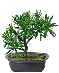 Kunstplant Bonsai Podocarpus 20 cm