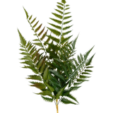 De Kunst Steek Varen 56 cm heeft een enkele stengel met meerdere groene varenbladeren en fijn verdeelde, puntige blaadjes, geïsoleerd op een witte achtergrond.