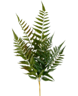 De Kunst Steek Varen 56 cm heeft een enkele stengel met meerdere groene varenbladeren en fijn verdeelde, puntige blaadjes, geïsoleerd op een witte achtergrond.