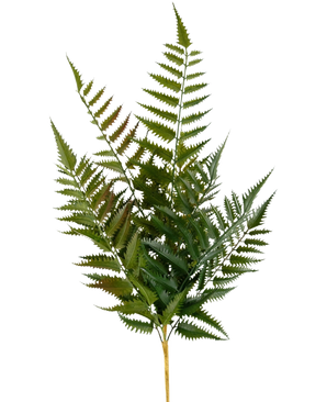 De Kunst Steek Varen 56 cm heeft een enkele stengel met meerdere groene varenbladeren en fijn verdeelde, puntige blaadjes, geïsoleerd op een witte achtergrond.