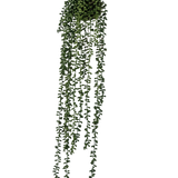 De Kunst hangplant Senecio bal 71 cm heeft lange, slingerende groene ranken die uit een ronde tros aan de bovenkant komen, perfect om groen toe te voegen tegen een effen witte achtergrond.