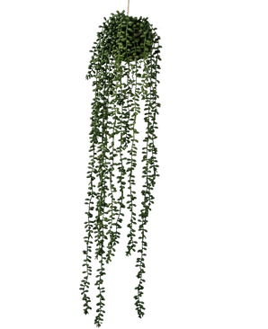 De Kunst hangplant Senecio bal 71 cm heeft lange, slingerende groene ranken die uit een ronde tros aan de bovenkant komen, perfect om groen toe te voegen tegen een effen witte achtergrond.