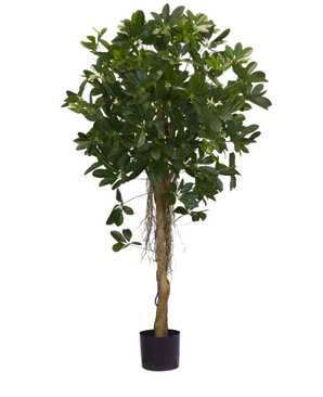 De Kunstplant Schefflera klein blad 150 cm heeft een hoge gedraaide stam en dichte trossen donkergroene bladeren tegen een effen witte achtergrond. Ideaal om een frisse toets aan je interieur te geven of om uit te stallen in stijlvolle sierpotten.