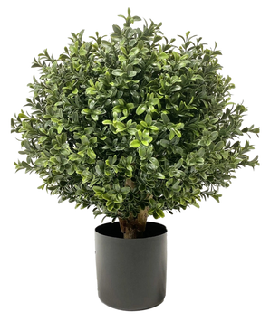 De Kunst Buxus op stam UV d30 cm is een ronde, bossige groene plant met dichte, glanzende bladeren in een effen zwarte cilindrische pot, afgebeeld tegen een witte achtergrond.