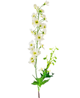 De Kunstbloem Delphinium 79 cm wit heeft een enkele steel van witte delphinium bloemen met groene bladeren en knoppen, geïsoleerd op een witte achtergrond.
