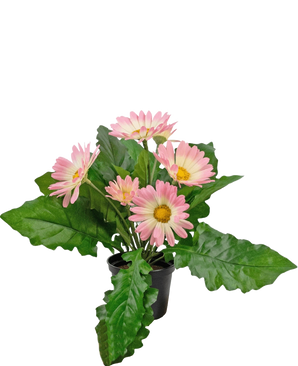De Kunstplant Gerbera UV 28 cm roze heeft een kleine zwarte pot met levendige kunstroze gerberabloemen en weelderige groene bladeren, tegen een effen witte achtergrond.
