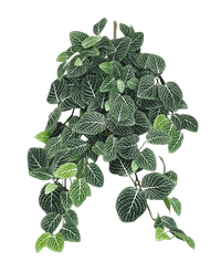 Kunst hangplant Fittonia Groen-wit 70 cm