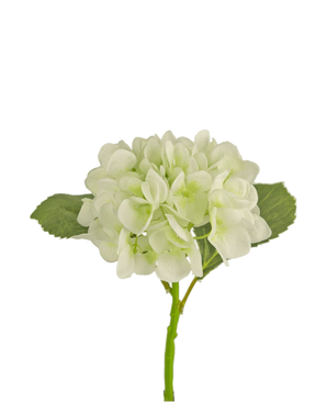De Kunstbloem Hortensia 34 cm wit heeft zachte, ronde witte bloemblaadjes en twee grote groene bladeren op een lange steel. Ideaal als decoratieve bloem voor elk modern interieur, tegen een witte achtergrond.