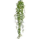 De Kunst hangplant Pumila 100 cm heeft een lange slingerende liaan met kleine, ronde groene blaadjes die aan een enkele stengel hangen, tegen een effen witte achtergrond.