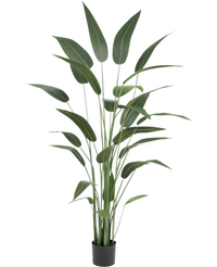 Kunstplant Heliconia 180 cm