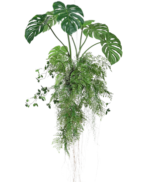 De Kunst hangplant Monstera/Varen bal 100 cm XL heeft weelderige groene monsterabladeren en varens met lange, slepende ranken en wortels, perfect om groen toe te voegen aan elke ruimte tegen een witte achtergrond.