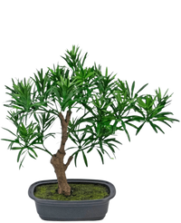 Kunstplant Bonsai Podocarpus 30 cm