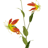De Kunstbloem Gloriosa 81 cm rood/geel heeft twee open rode en gele gloriosa leliebloemen, een gesloten knop en een aantal lange groene bladeren, allemaal tegen een effen witte achtergrond.