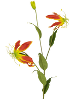 De Kunstbloem Gloriosa 81 cm rood/geel heeft twee open rode en gele gloriosa leliebloemen, een gesloten knop en een aantal lange groene bladeren, allemaal tegen een effen witte achtergrond.