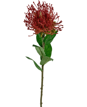 De Kunstbloem Protea 73 cm rood heeft een enkele rode speldenkussen protea met stekelige bloemblaadjes en groene bladeren op een lange, dunne steel, tegen een witte achtergrond.