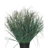 De Kunst Grasplant Gazon groen 50 cm brandvertragend is een groene plant in pot met lange, dunne bladeren en enkele droge bruine punten, die een natuurlijke uitstraling geeft aan elke ruimte tegen een effen witte achtergrond.
