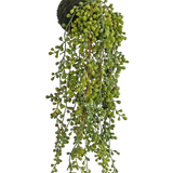 De Kunst hangplant vetplant op bol 40 cm heeft groene kraalachtige bladeren en een met mos bedekte basis, opgehangen aan een touwtje tegen een witte achtergrond.