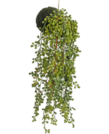 De Kunst hangplant vetplant op bol 40 cm heeft groene kraalachtige bladeren en een met mos bedekte basis, opgehangen aan een touwtje tegen een witte achtergrond.