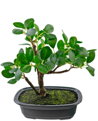 Kunstplant Bonsai Ficus 20 cm